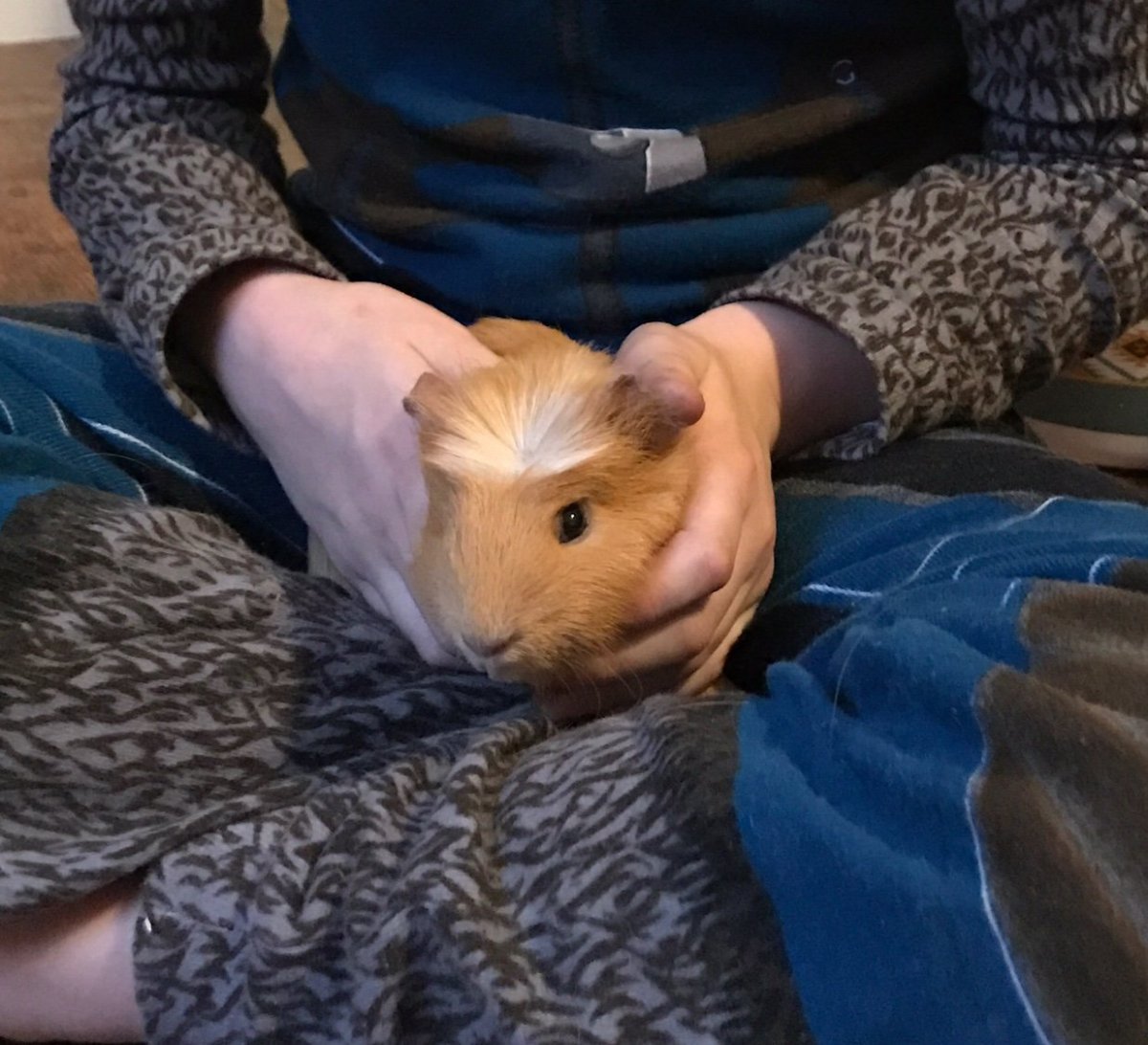 Фуззберта морская Свинка