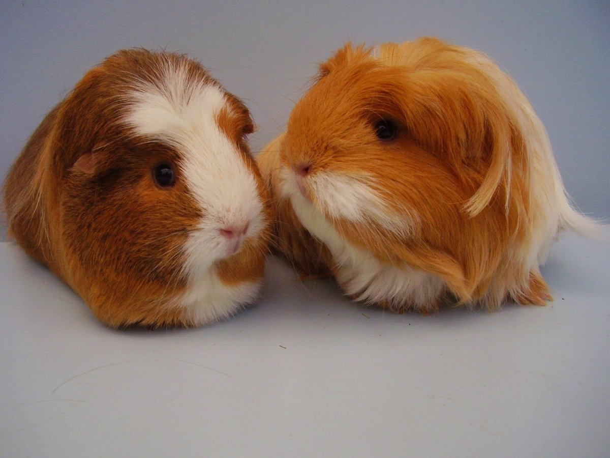 Бенедикт Камбербэтч морская Свинка