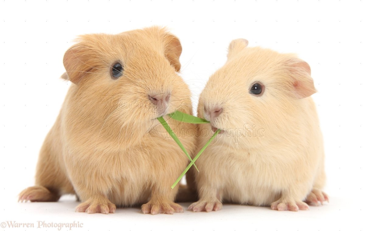 Морская Свинка без фона