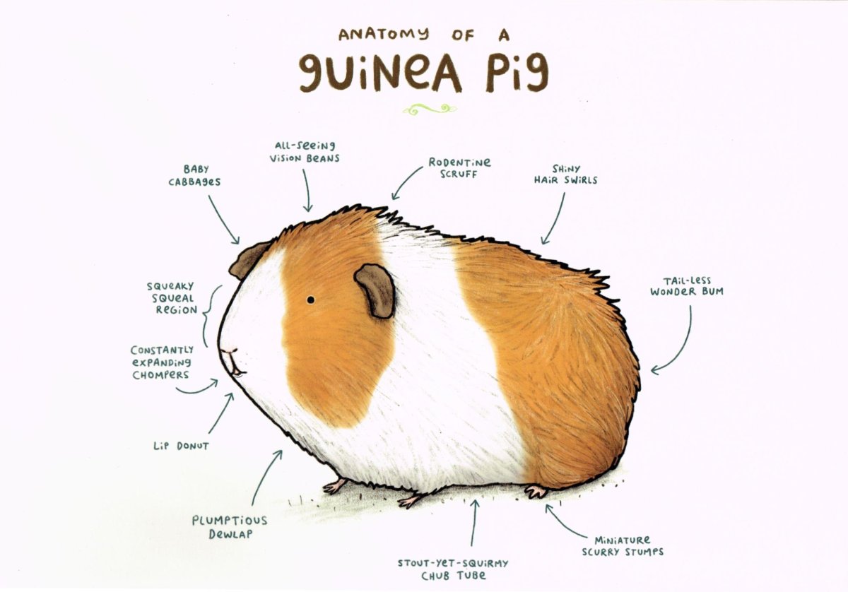 Морская Свинка трехцветная