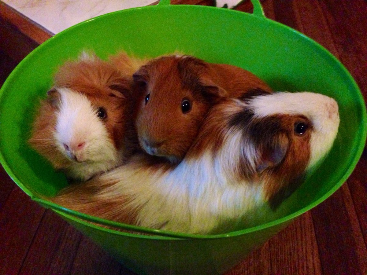 Морская Свинка и джунгарский хомяк