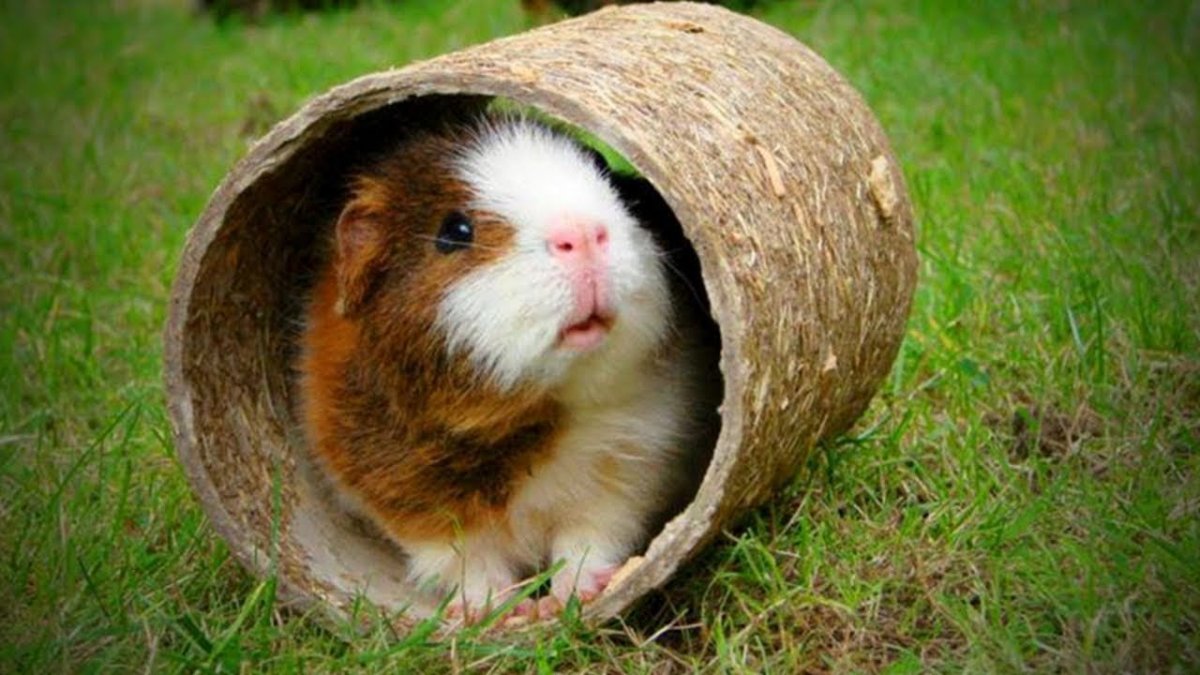 Домашние морские свинки