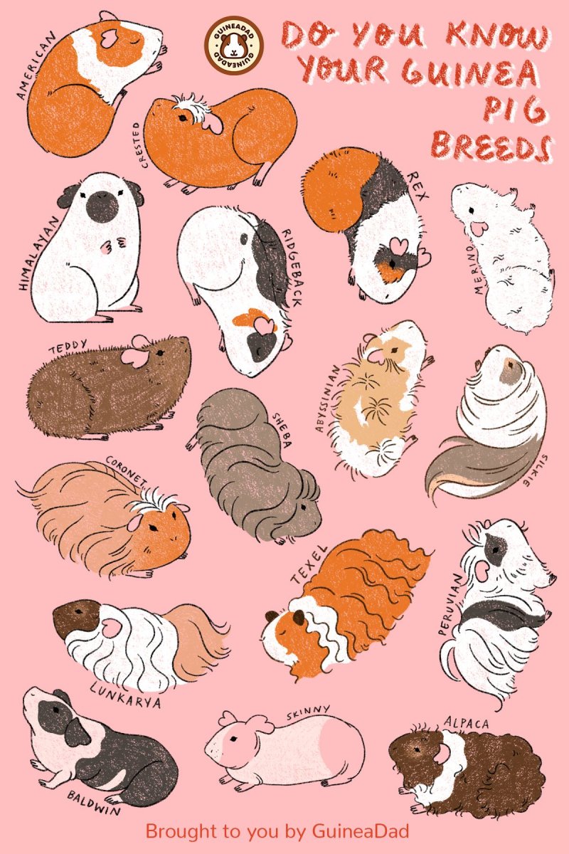 Морская Свинка рисунок