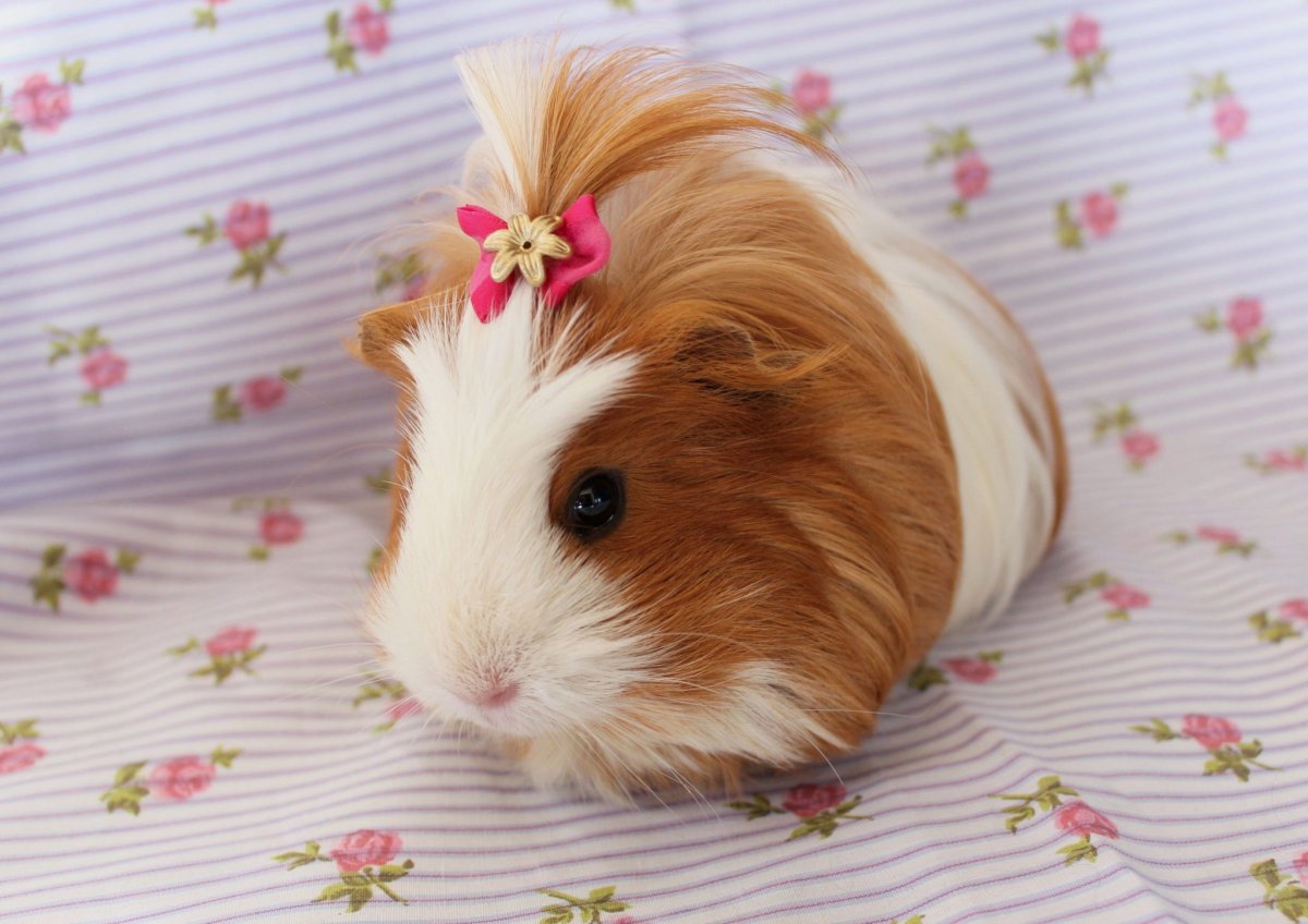 Кофта для морской свинки