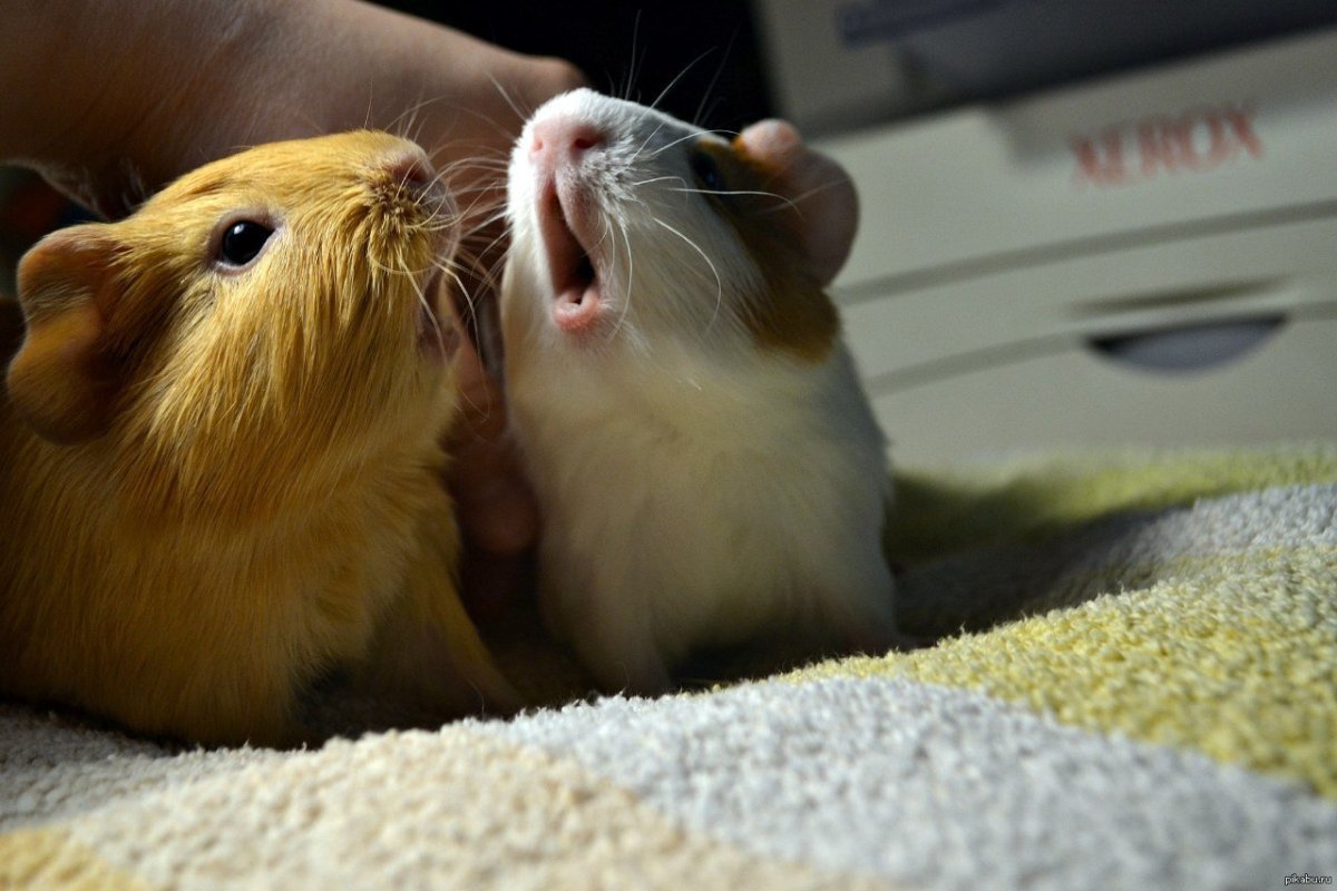 Морские свинки