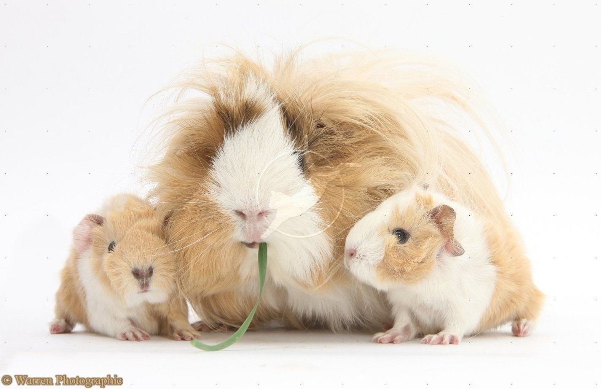 Детеныши морских свинок