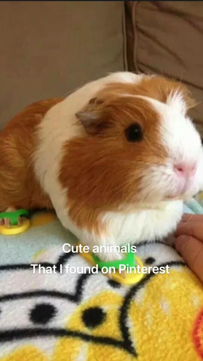 Амигуруми морская Свинка