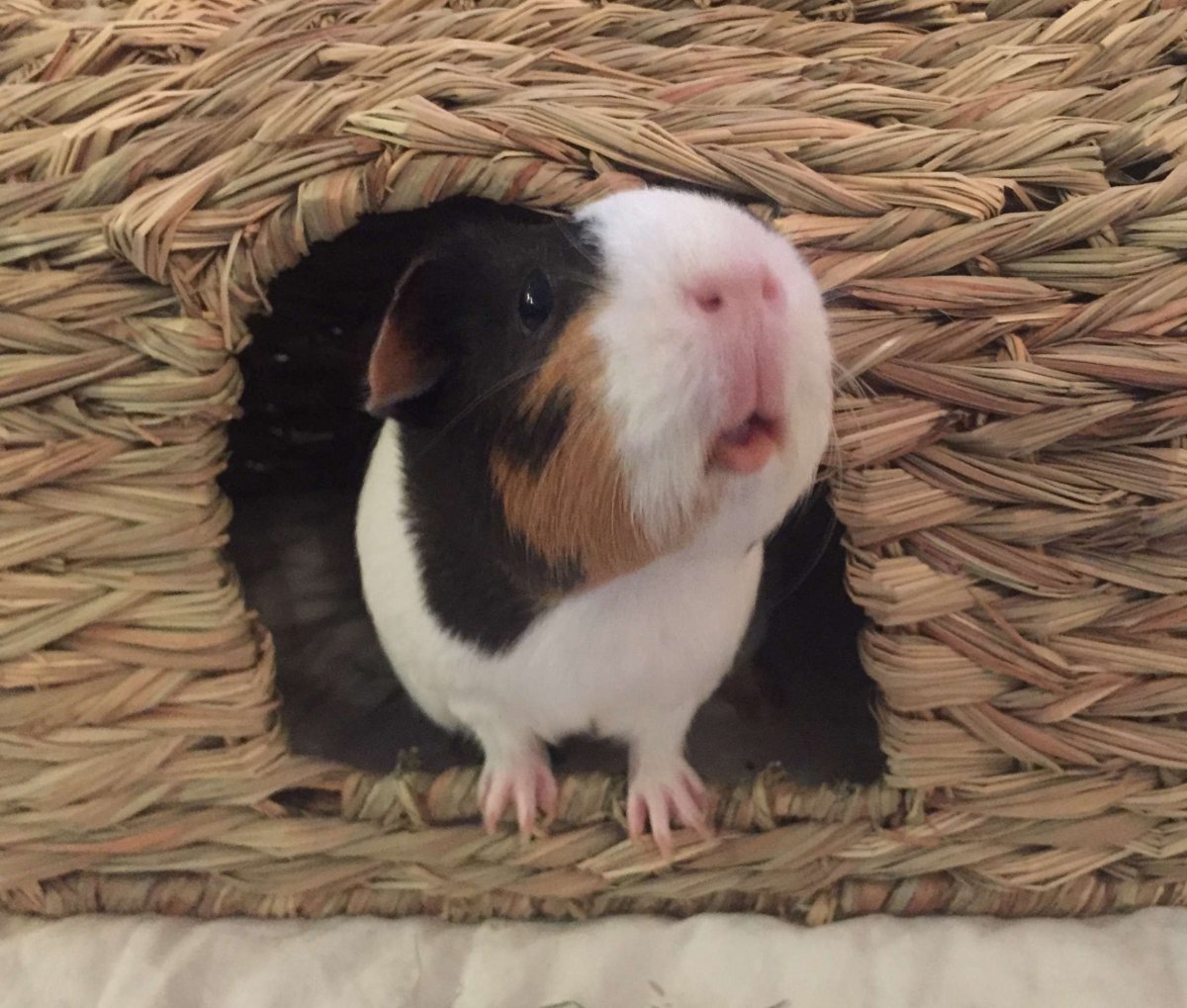 Удивительные морские свинки