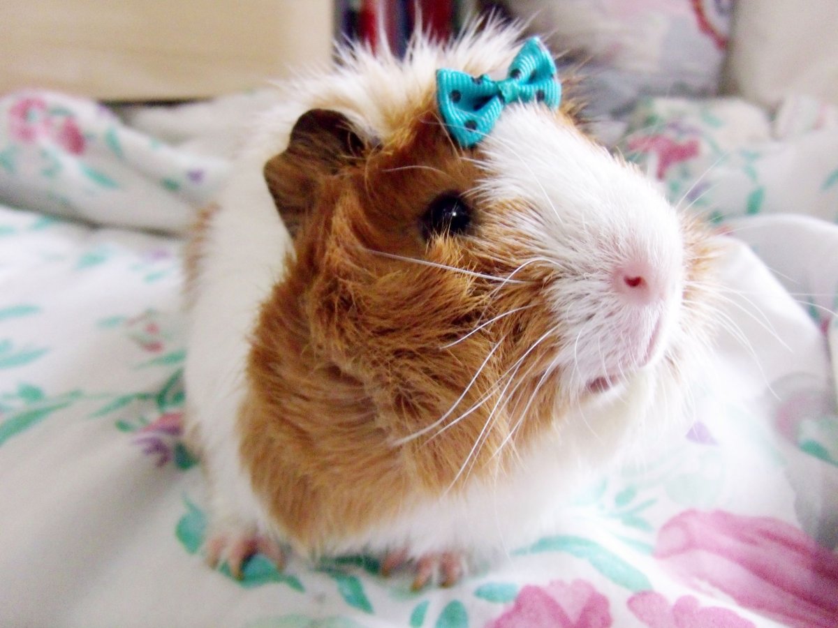 Морская Свинка голландская