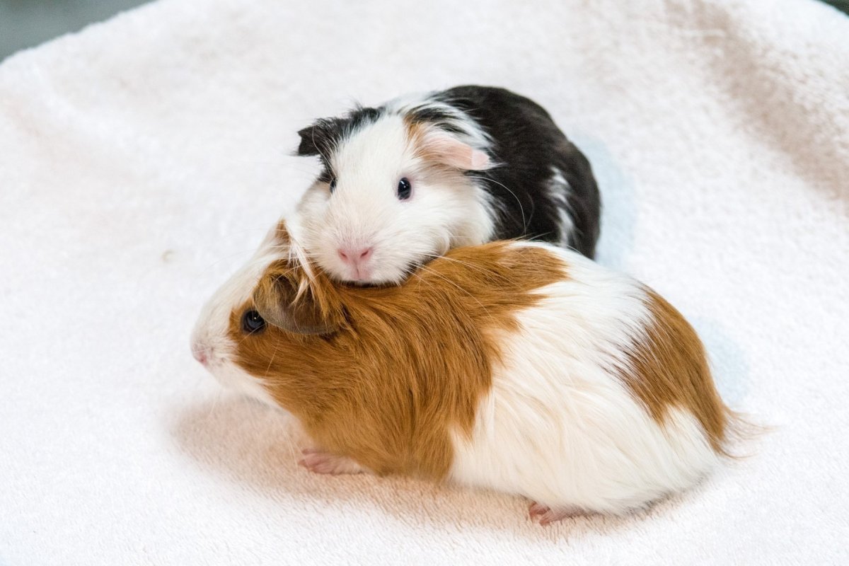 Морская Свинка трехцветная