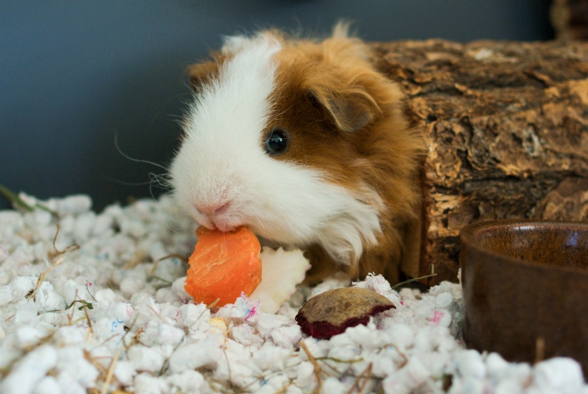 Морские свинки малыши