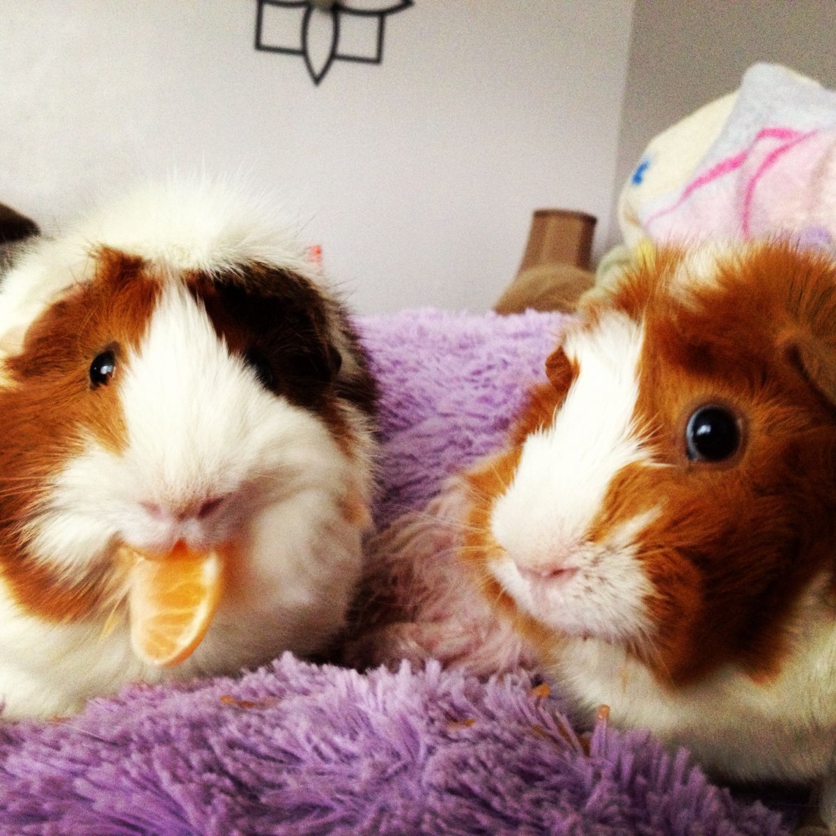 Морская Свинка короткошерстная