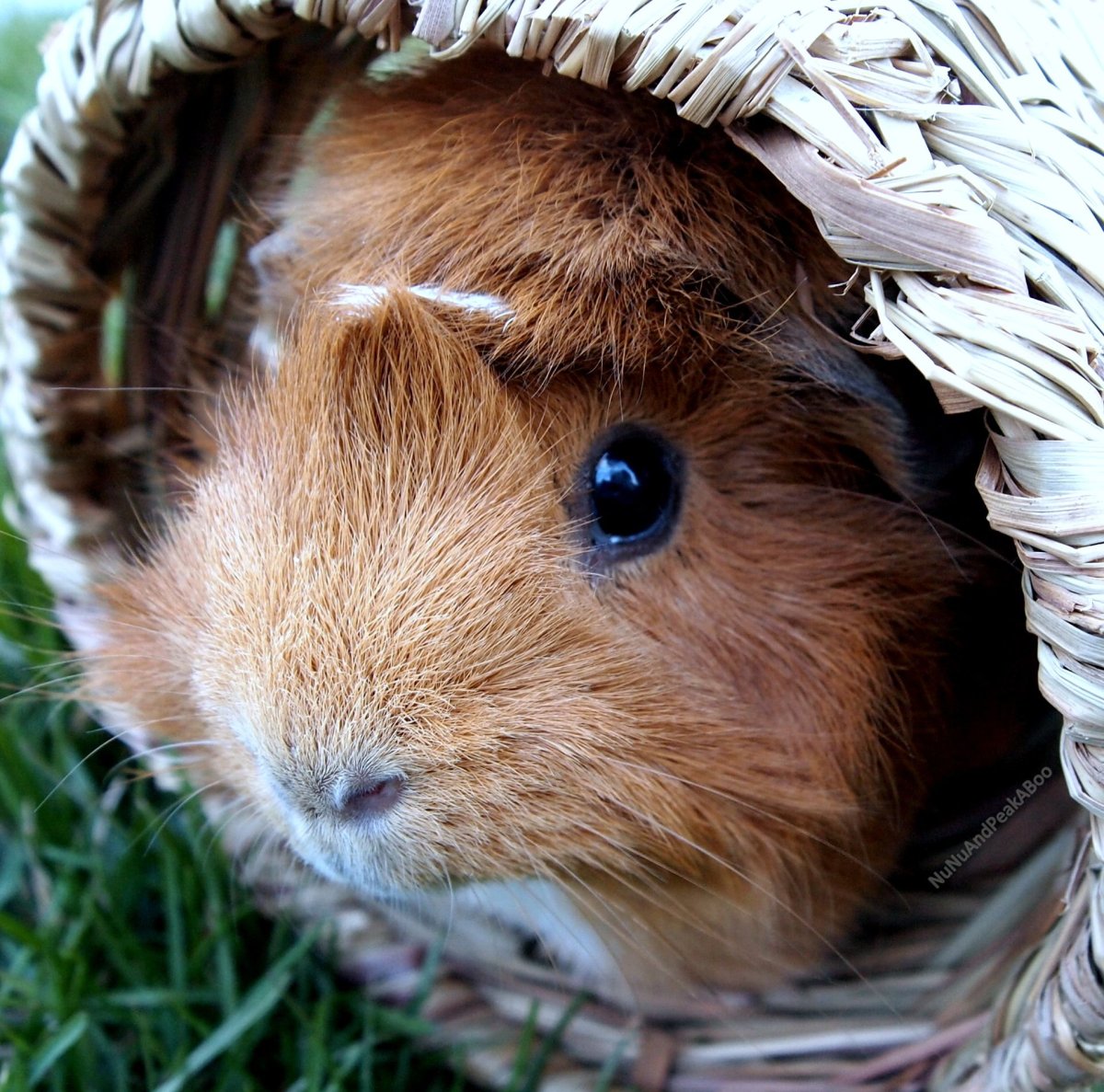 Детеныши морских свинок