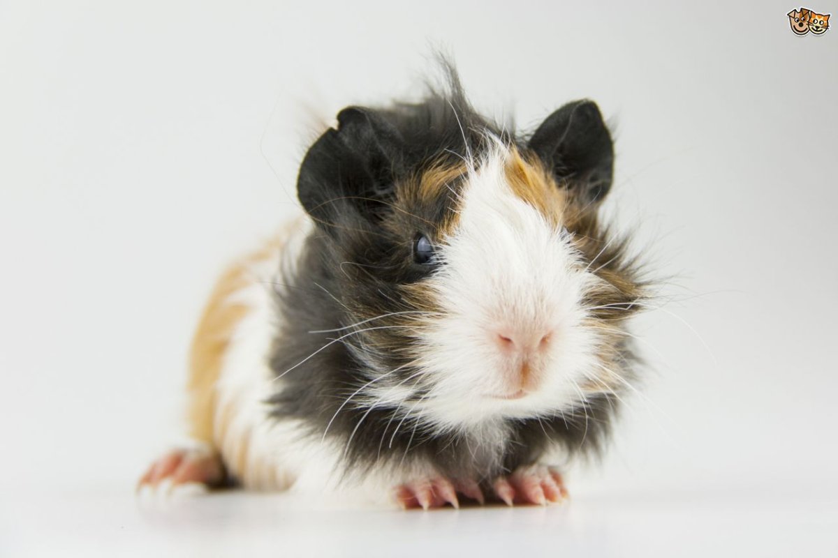 Морская Свинка черепаховая с белым