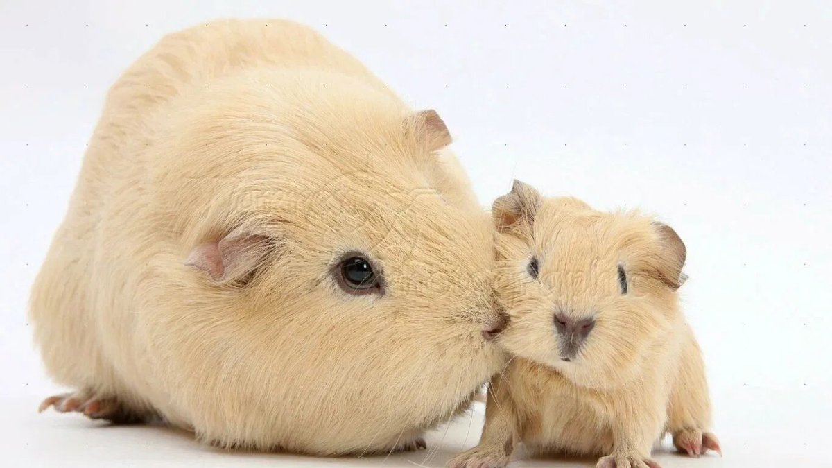 Милые свинки