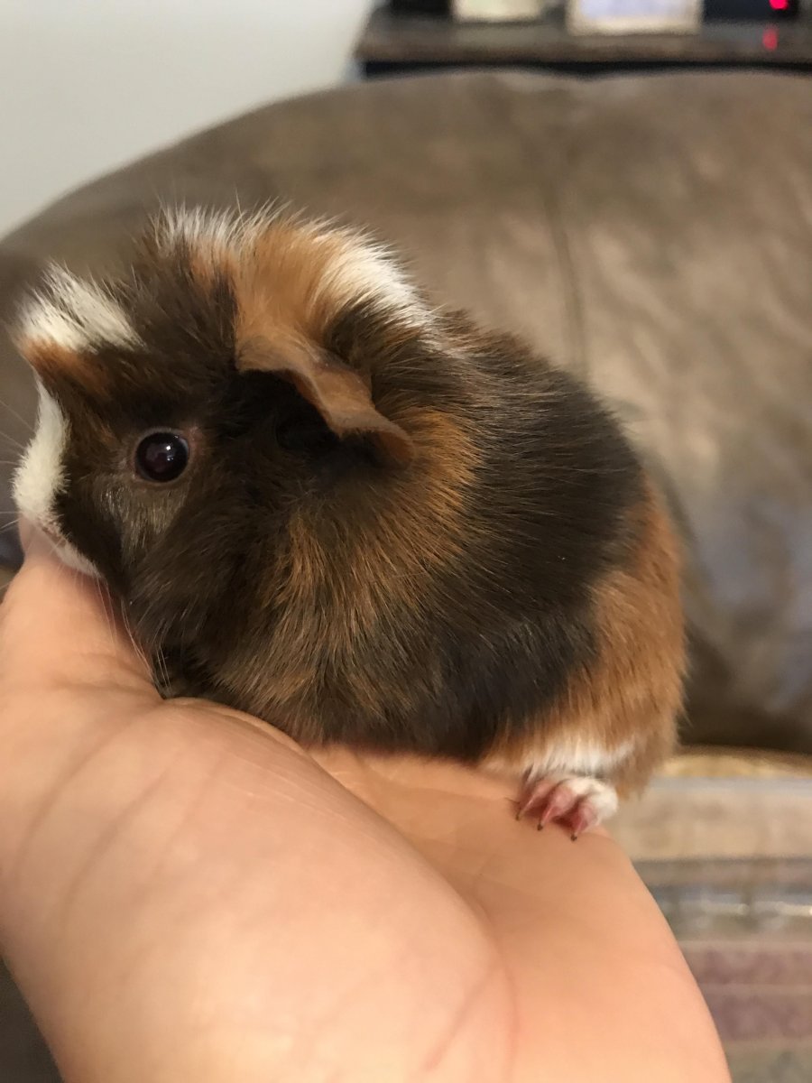 Золотой селф морская Свинка