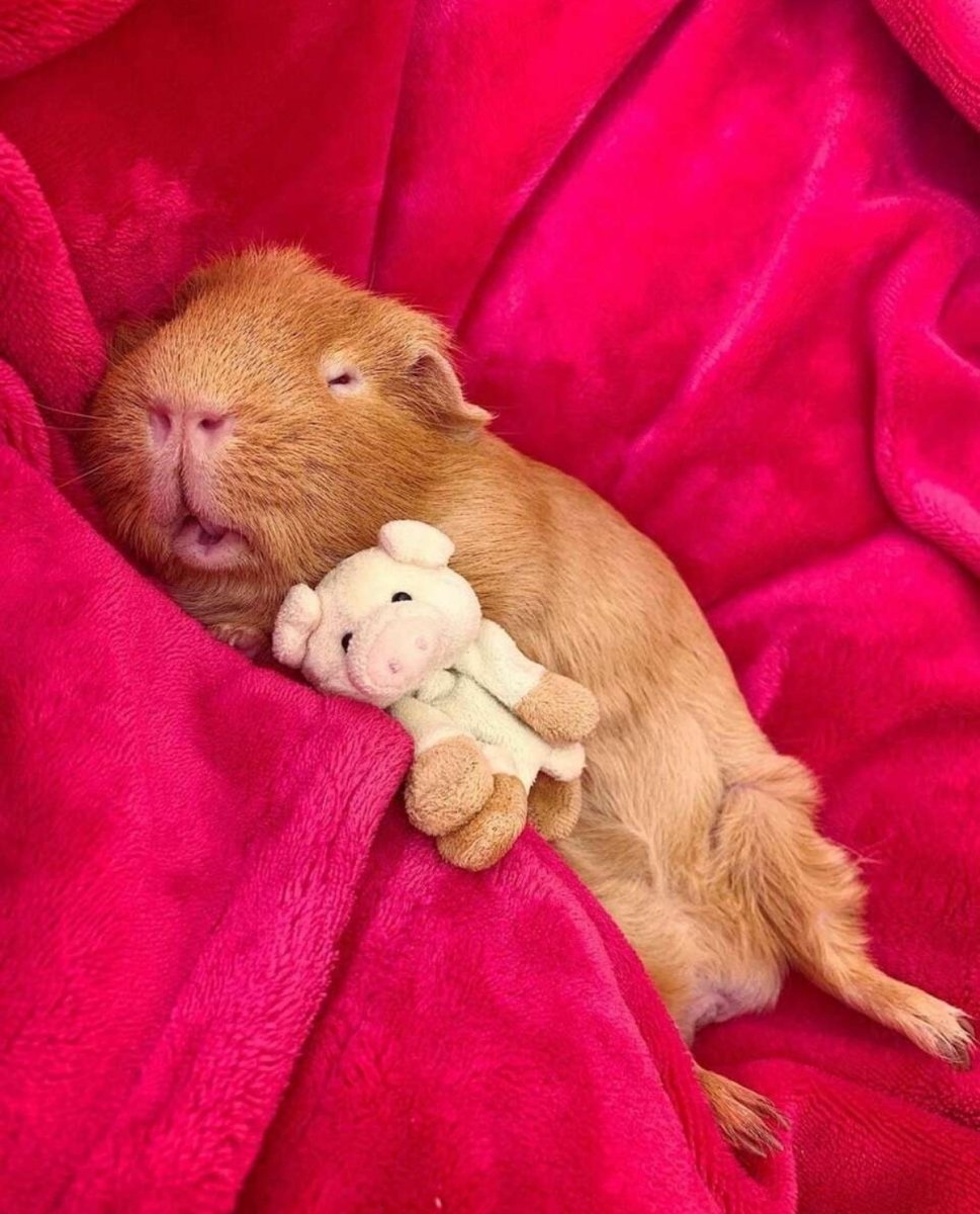 Морская Свинка Гарри Поттер