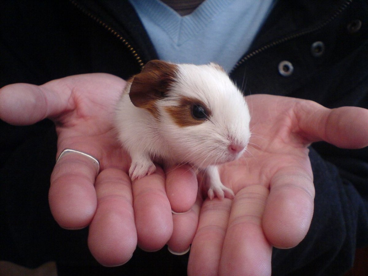 Новорожденные морские свинки скинни