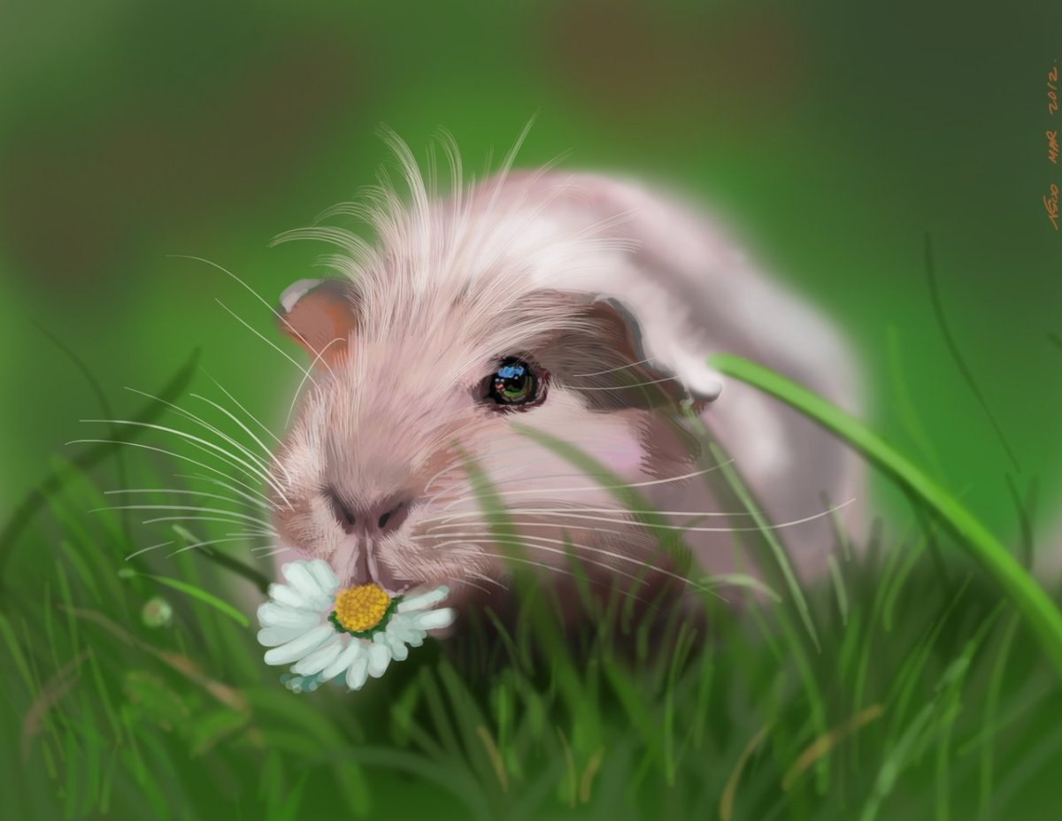 Морская Свинка и человек