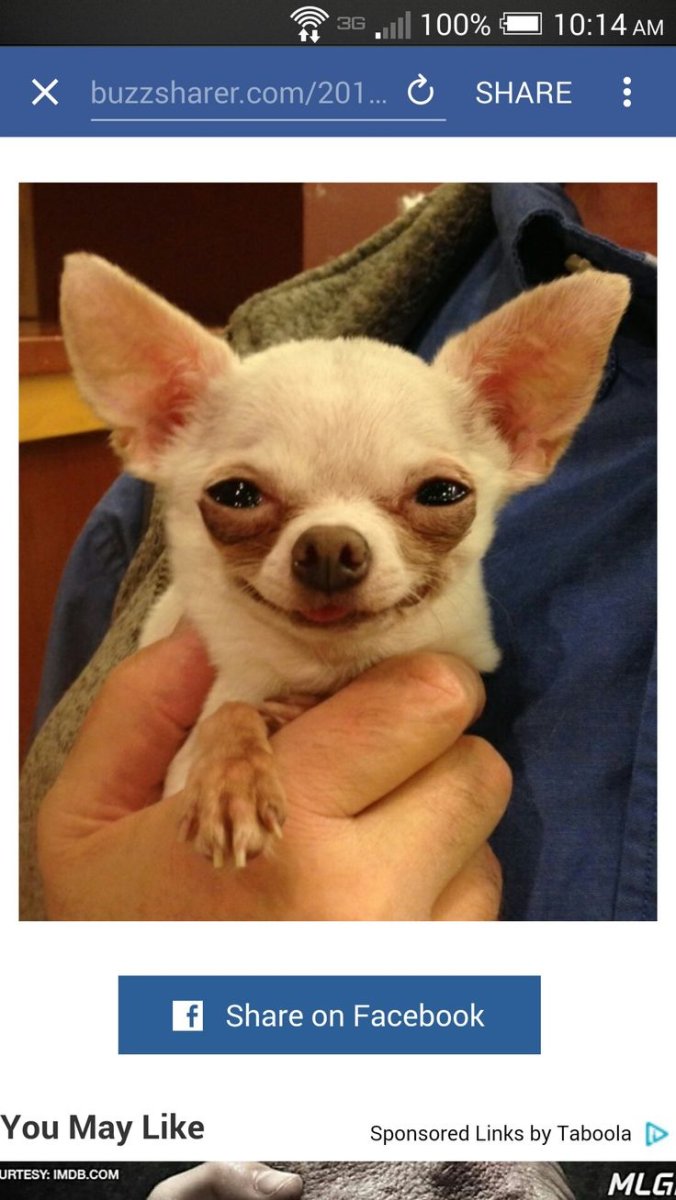 Толстая чихуа чихуахуа