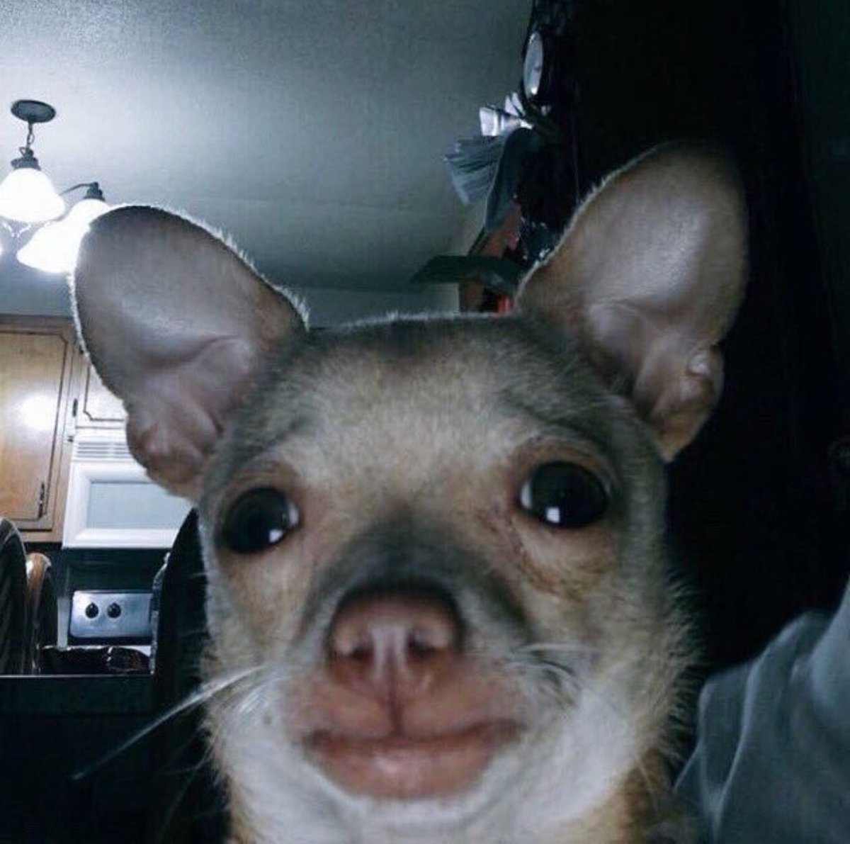 Упоротые собаки