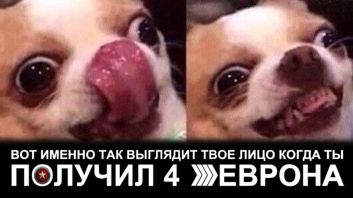 Облизывающийся чихуа Хуа