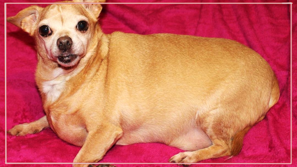 Чихуахуа перекормленный