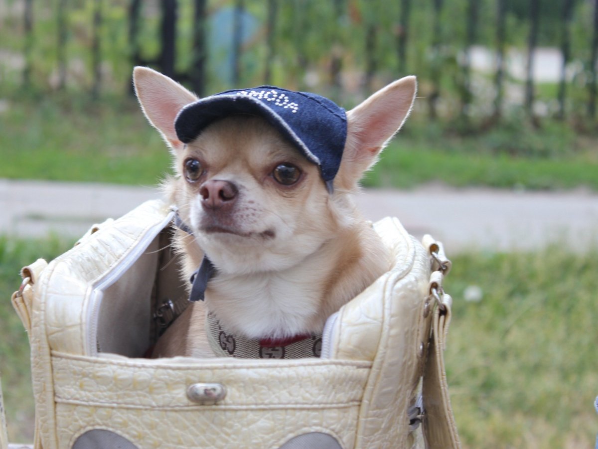 Чихуахуа мини злая