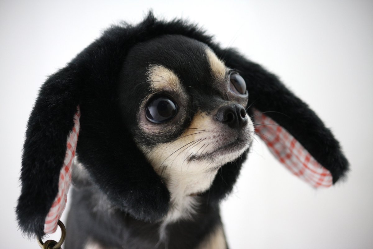 Чихуахуа пикап