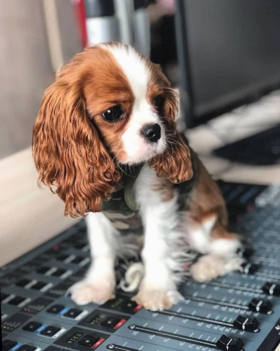 Чихуахуа Беби фейс