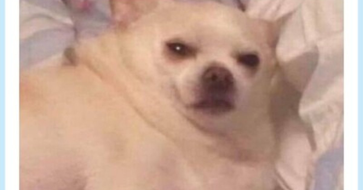 Чихуахуа проснулся