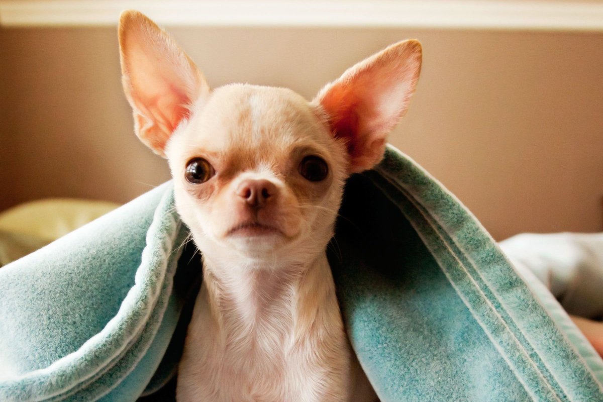 Груминг чихуахуа длинношерстных