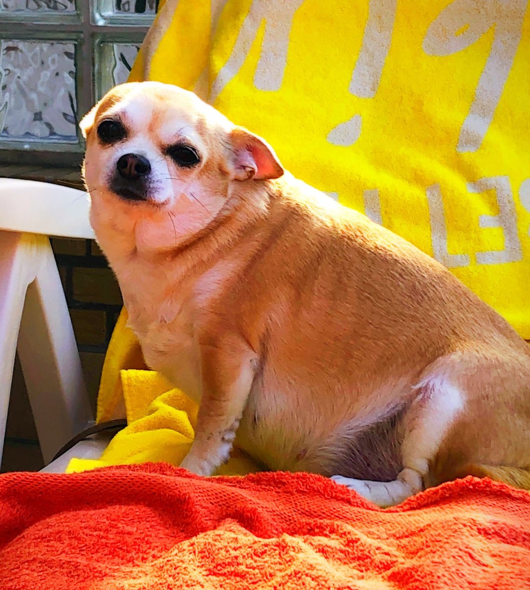 Чихуахуа мини толстая