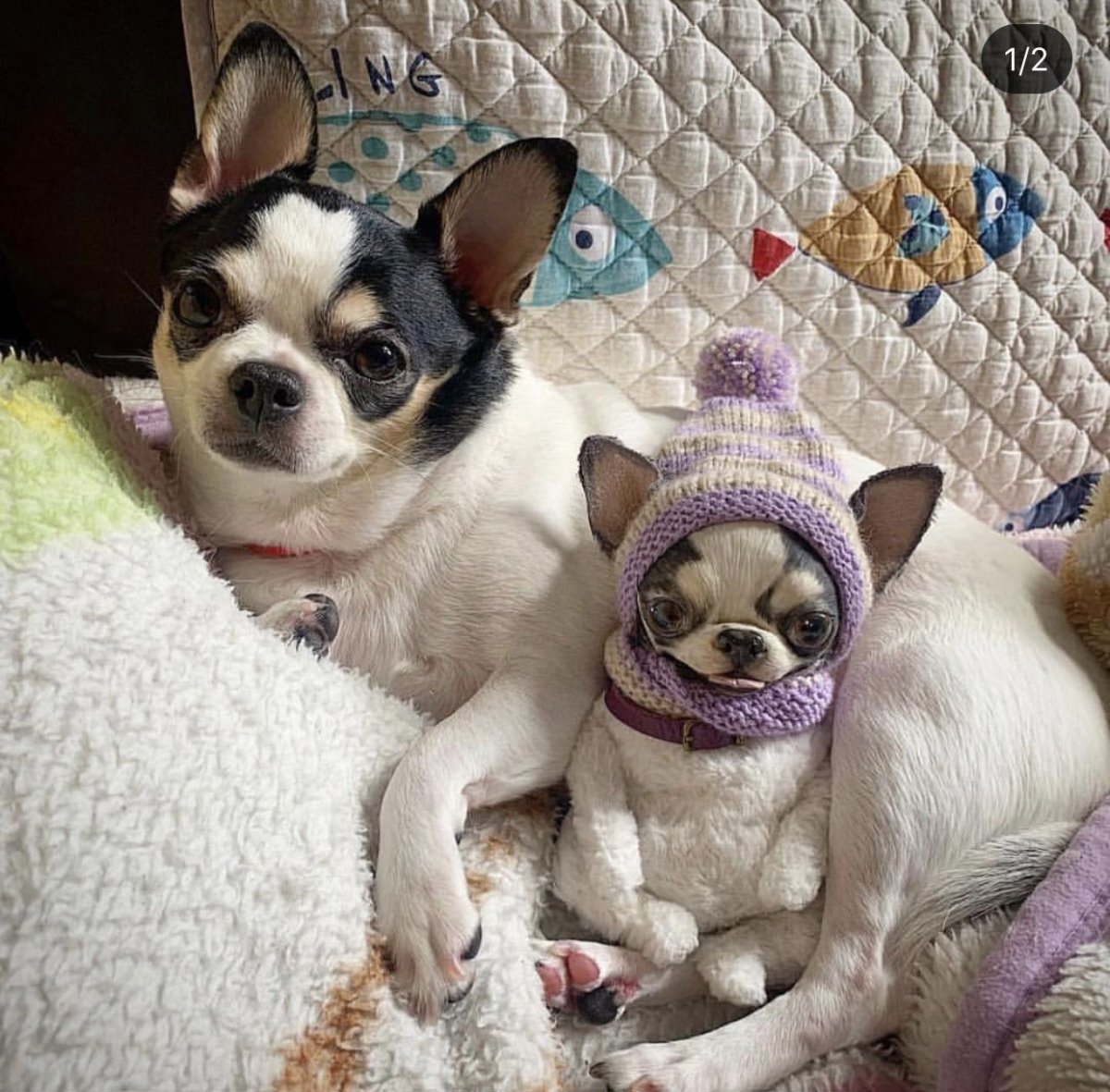 Баканова Татьяна чихуа Хуа