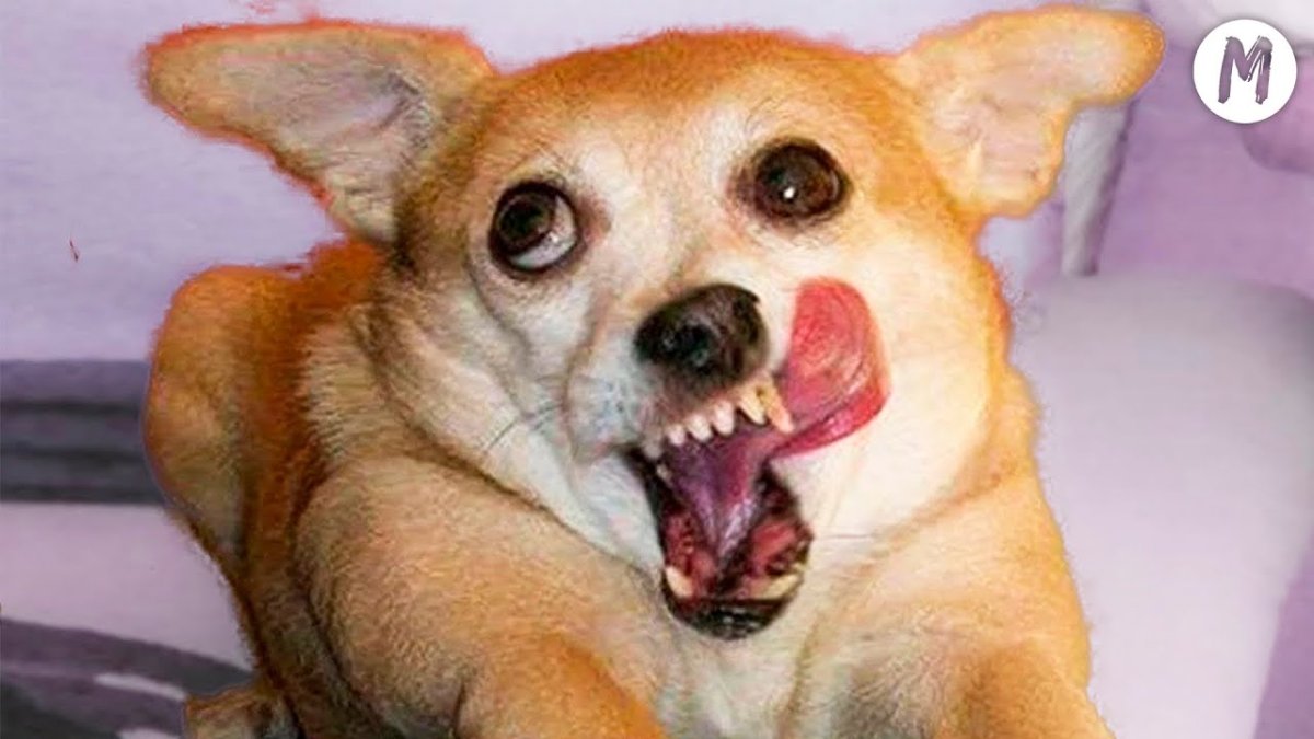 Упоротый щенок