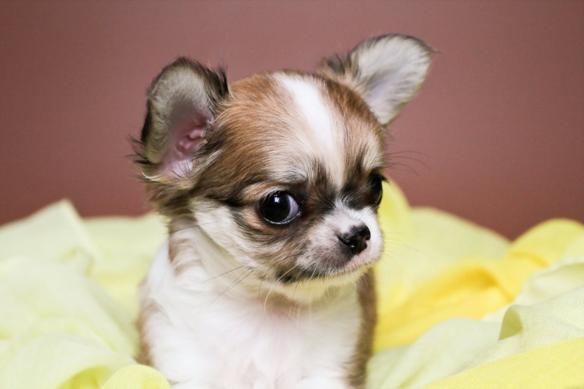 Чихуахуа пятнистый
