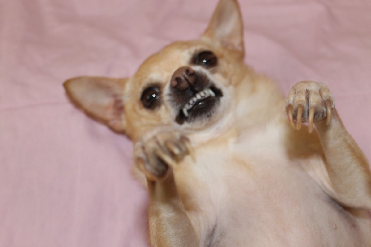 Толстая чихуа Хуа