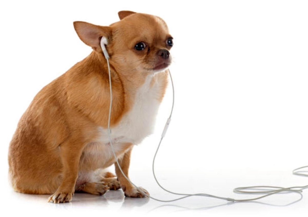 Чихуахуа Гир