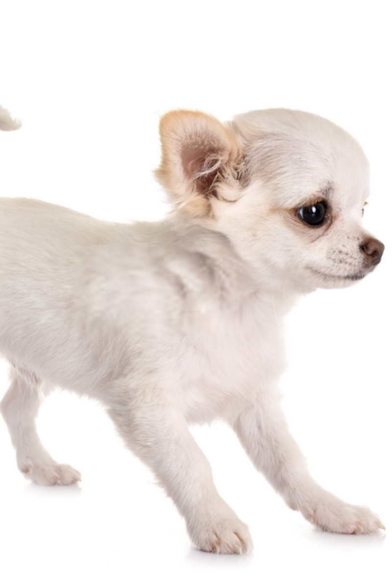 Чихуахуа коровка