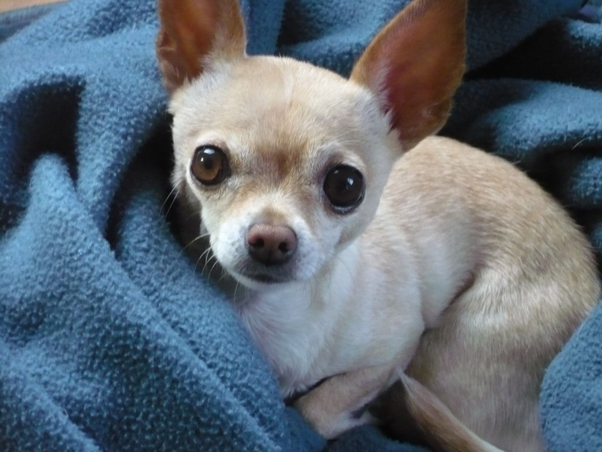 Чихуахуа страшненький