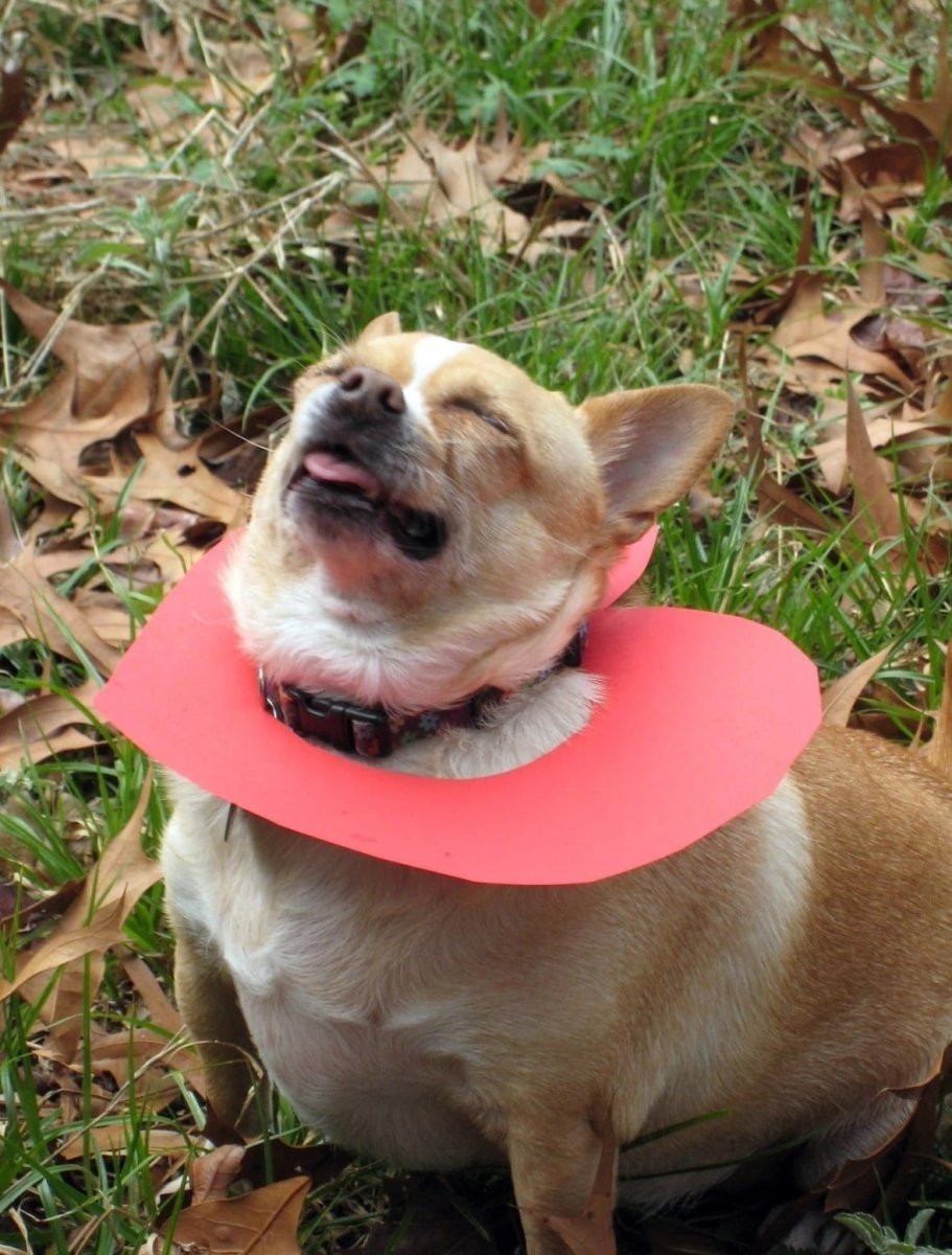 Толстая чихуахуа