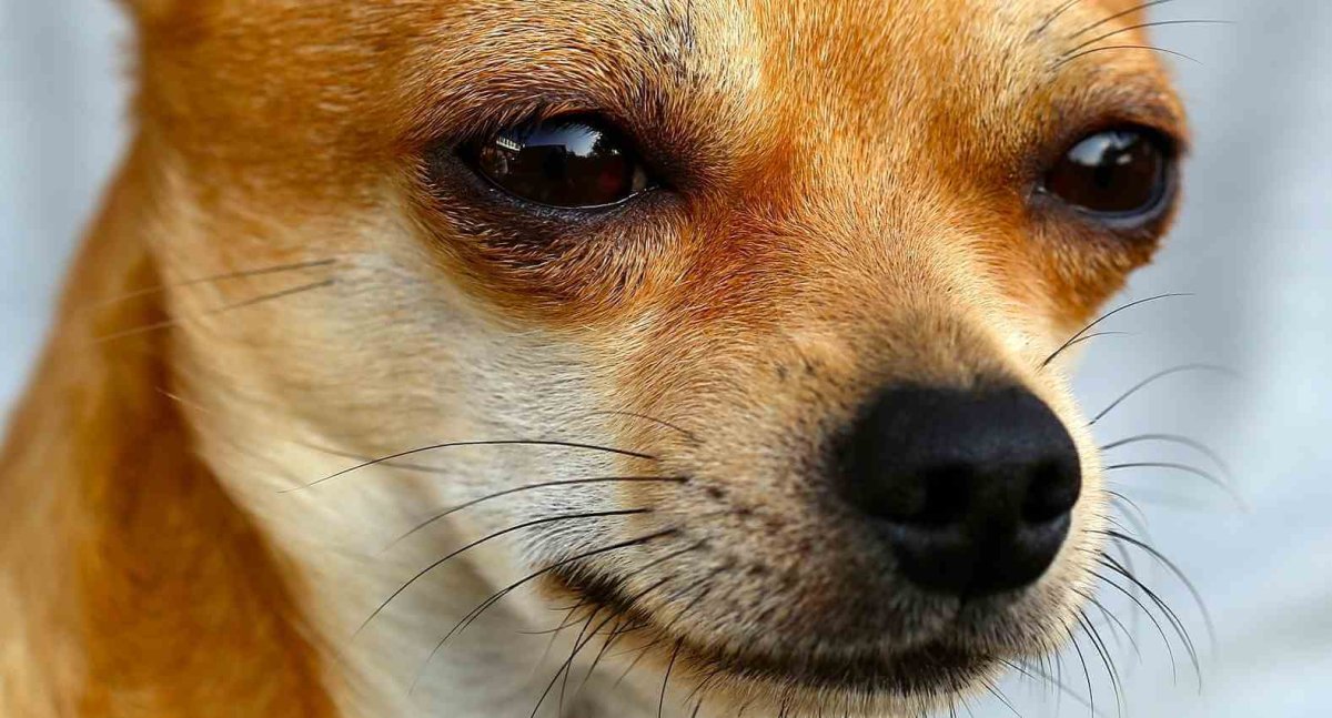 Мордочка чихуахуа