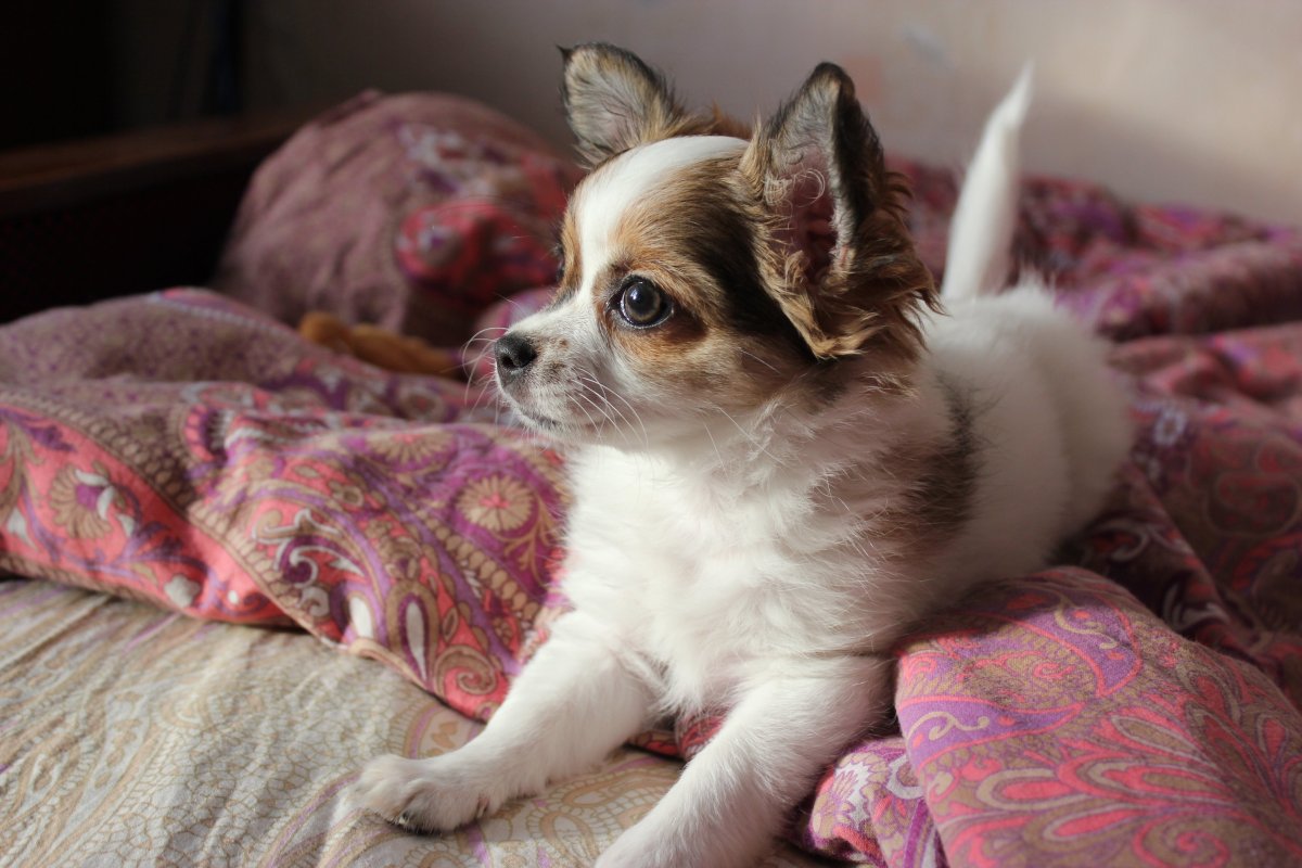 Чихуа терьер