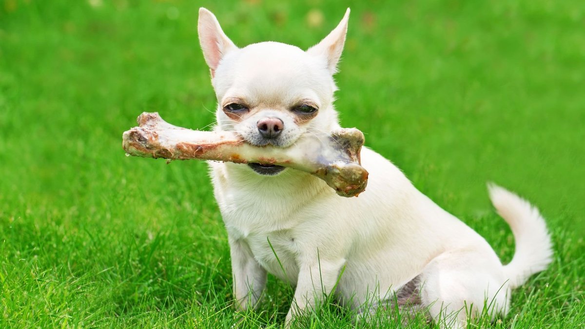 Толстые чихуахуа