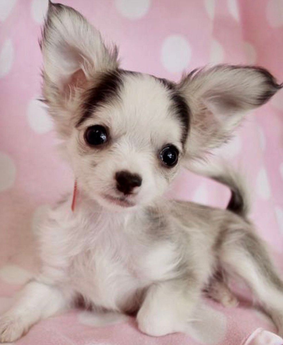 Пучеглазая чихуахуа