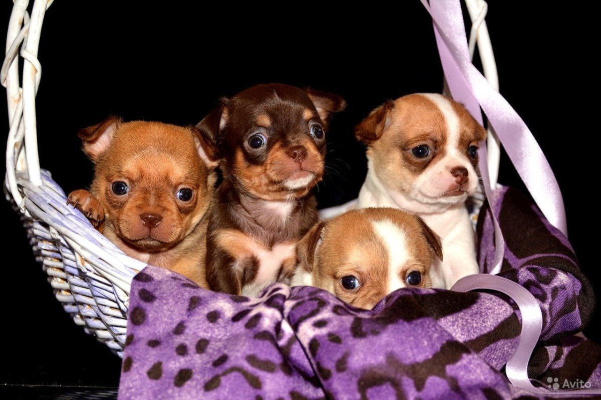 Собака выглядывает