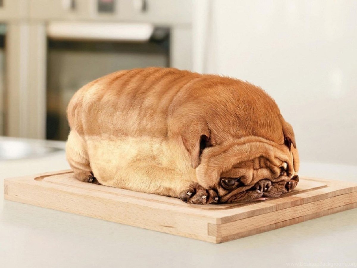 Самые толстые собаки в мире