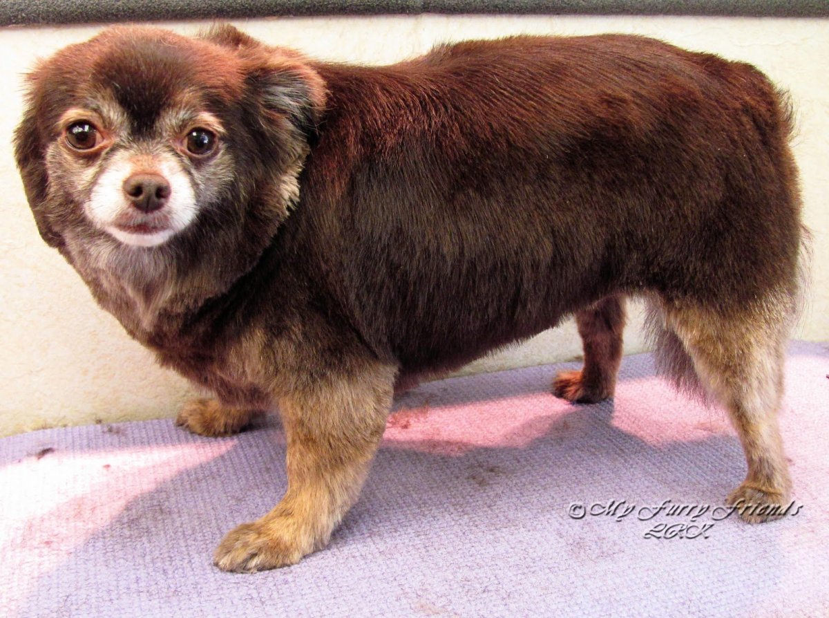 Гламурная чихуахуа