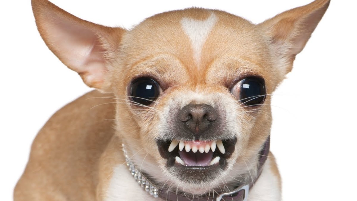 Чихуахуа в кровати