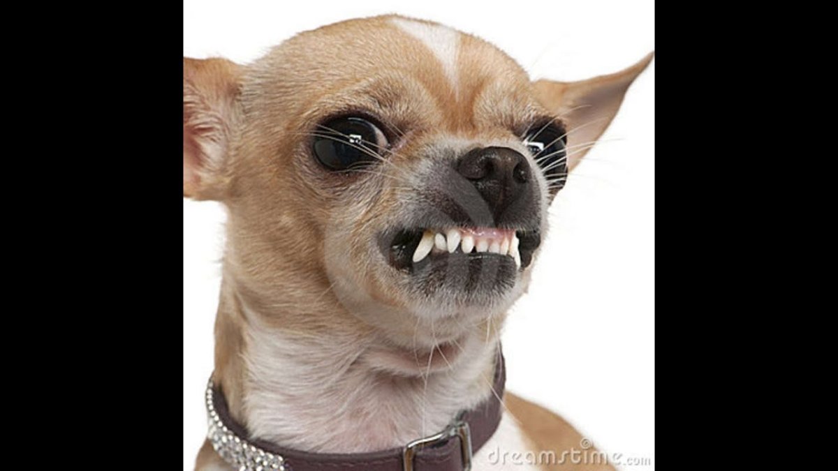 Злая собака Мем